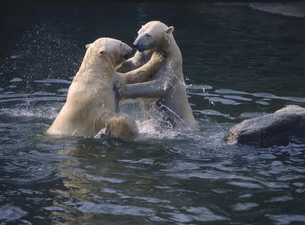 Urso Polar Ursus Maritimus Urso Polar — Fotografia de Stock