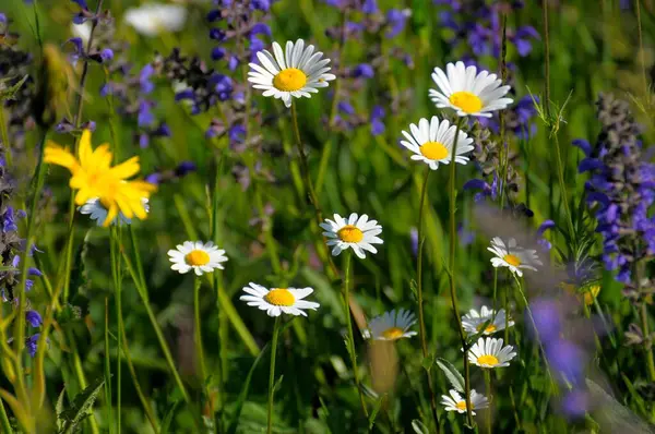 Fleurs Colorées Dans Prairie — Photo