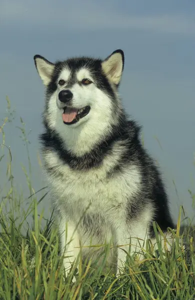 Сибірський Хаскі Скандинавський Свинячий Собака Fci Стандарт 270 Річний — стокове фото