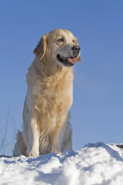 Golden Retriever Male Years Old Sitting Snow — Stock Photo, Image