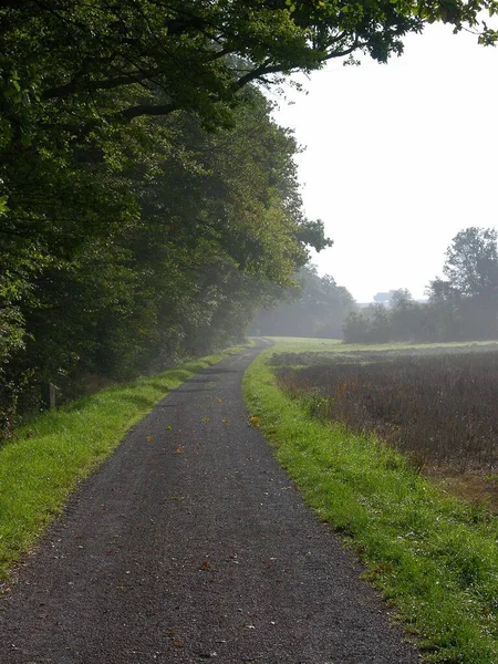 Chemin Bord Forêt Brouillard Léger Voile Brouillard — Photo
