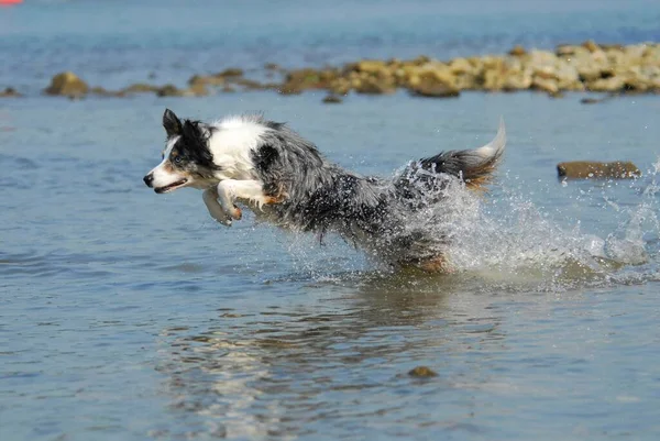 Border collie jumps through the water