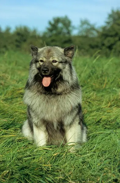 Wolfspitz Puppy Duitse Spitz Fci Standaard — Stockfoto