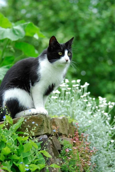 Черно Белая Кошка Сидит Саду — стоковое фото