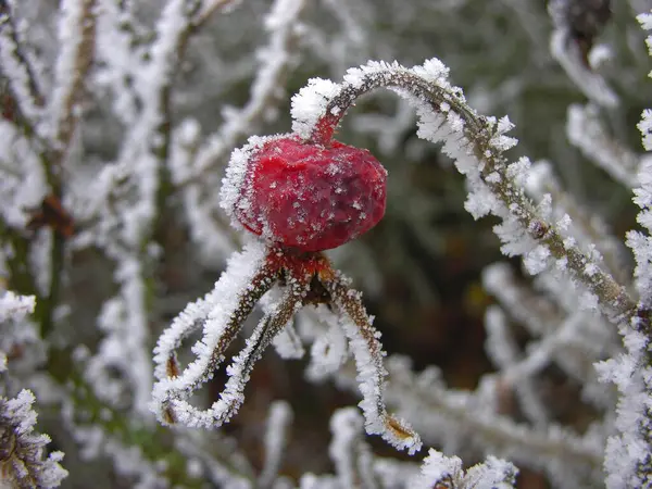 霜冻特写视图中的红色植物 — 图库照片