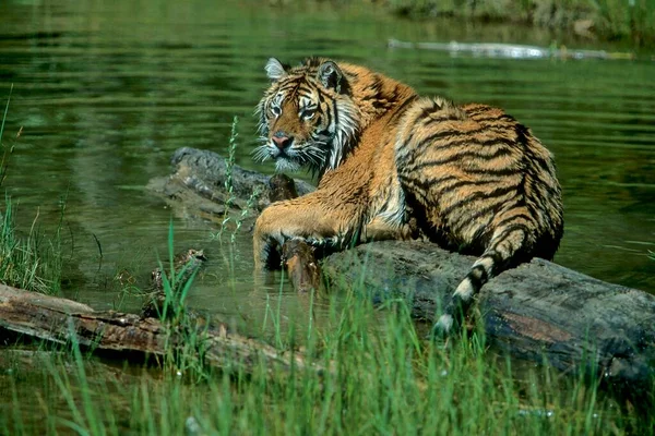 西伯利亚虎 Panthera Tigris Altaica 或阿穆尔虎在水里洗澡 — 图库照片