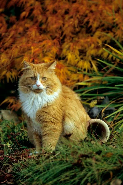 Domácí Kočka Sedí Zahradě Pohled Zblízka — Stock fotografie