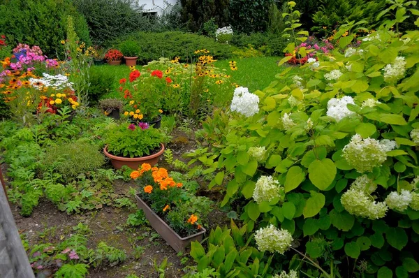 Cottage Κήπο Πολυετή Κήπο Διάφορα Λουλούδια Στον Κήπο — Φωτογραφία Αρχείου