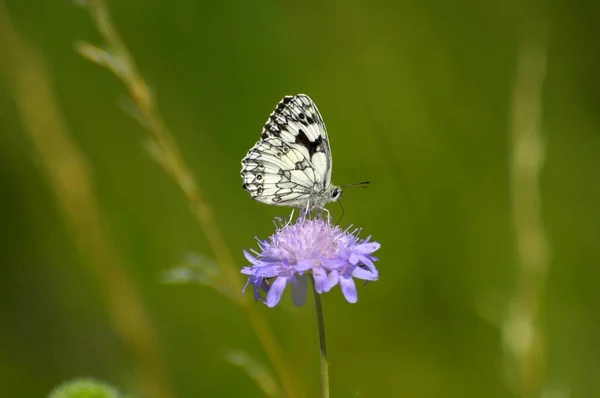 Checkered Butterfly Scabious Flower — Stock Photo, Image