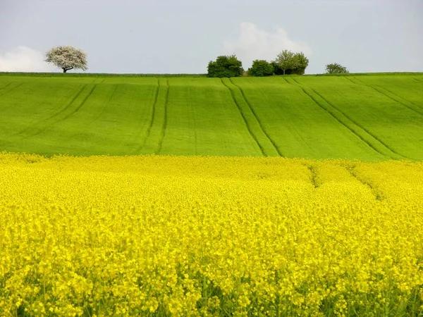 Blossoming Yellow Rape Field Country Lane Field Scenery Kraichgau Baden — Fotografia de Stock