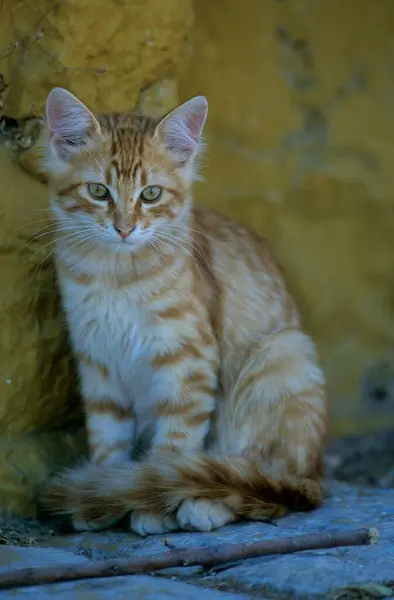 Young kitten sitting in front of stone wall