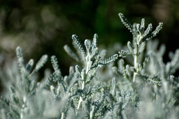 Lavande Coton Santolina Chamaecyparissus Herbe Médicinale Herbe Culinaire — Photo