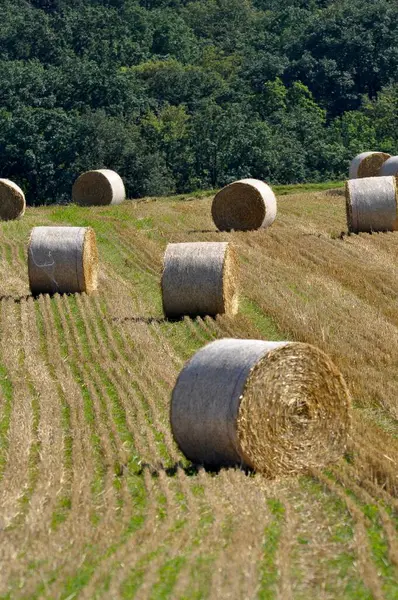 ニッテリンゲン近くの穀物畑のストローベール — ストック写真