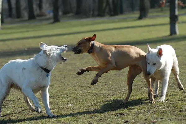 两只白色的瑞士牧羊犬和一只罗得西亚脊背犬一起玩 Fci标准号码No 347和No 1446 两只瑞士白牧羊犬 Berger Blanc Suisse 和一只罗得西亚脊背犬一起玩耍 — 图库照片