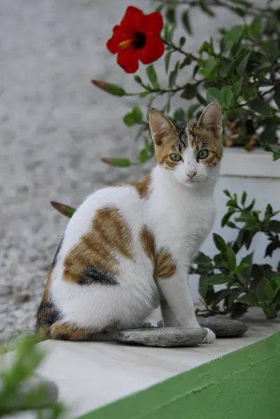 Menutup Pandangan Kucing Domestik Lucu — Stok Foto