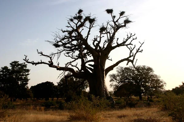 Baobab Avec Plusieurs Nids Oiseaux Près Frontière Mali Burkina Mali — Photo