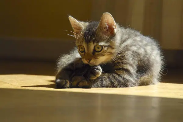 Молодий Домашній Кошеня Таббі Тягнеться Промінь Дикої Кішки Felis Silvestris — стокове фото