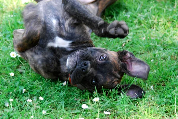 Mladý Boxer Pes Hraje Parku — Stock fotografie