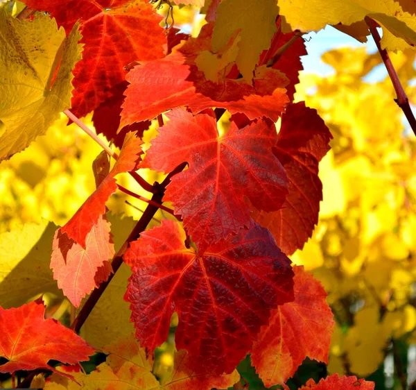 Colourful vine leaves on the vine Vine leaves, red vine leaves, Gndelbach, Germany, Europe