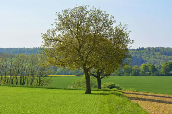 Пейзаж Большими Зелеными Деревьями Крайхгау Германия Европа — стоковое фото