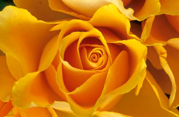 Rosa Amarilla Cerca —  Fotos de Stock