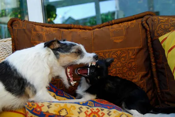 Pohled Zblízka Jacka Russella Terriera Chihuahuu Ležící Společně Otevřenými Ústy — Stock fotografie