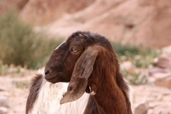 ペトラ ヨルダン アジアで長いフロッピーの耳を持つ羊 — ストック写真