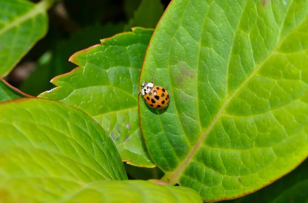 水草叶上的瓢虫 — 图库照片