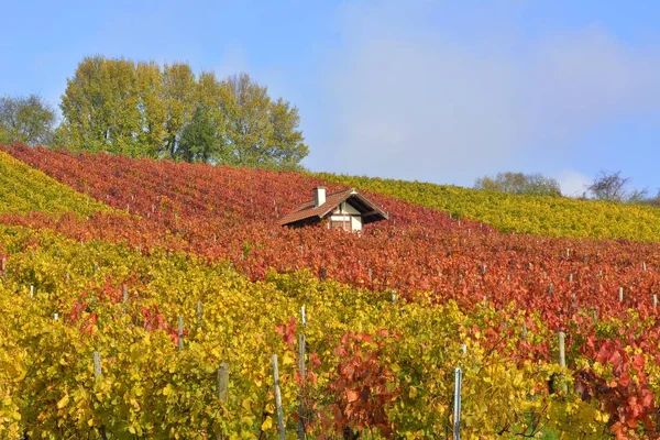 Württembergische Weinlandschaft Herbst Bei Gglingen Weinberghütte — Stockfoto
