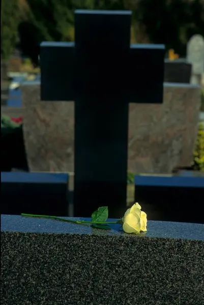 Stock image White rose on gravestone