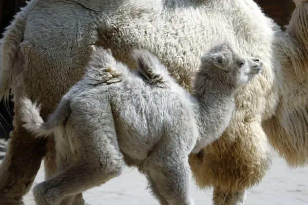 Baktriański Wielbłąd Wielbłąd Baktriański Wielbłąd Camelus Steppe Wolf Bactrianus Młode — Zdjęcie stockowe