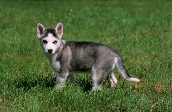 Sibirya Husky Köpek Yavrusu Yaklaş — Stok fotoğraf