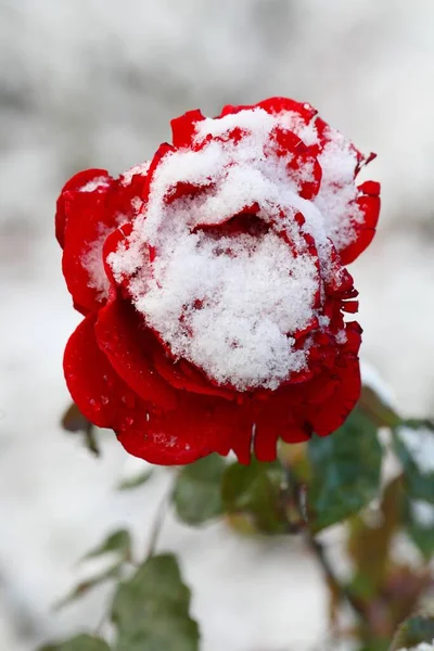 Червона Троянда Снігом — стокове фото