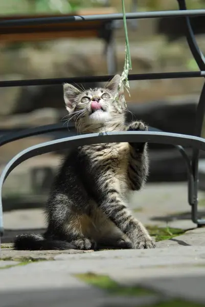 Mladé Domácí Koťátko Tabby Hrající Zahradním Lehátku Stéblem Trávy Koťátko — Stock fotografie