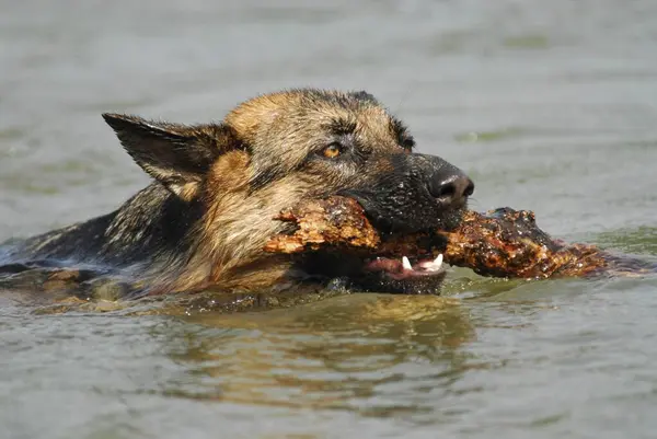 ドイツの羊飼いの犬は水に棒で泳ぐ — ストック写真