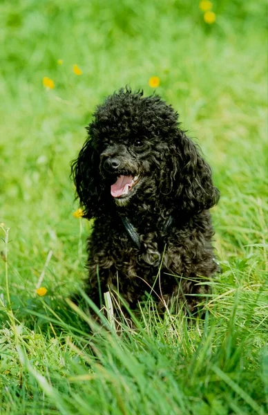 Miniatyr Poodle Hund Naturen Bakgrund — Stockfoto