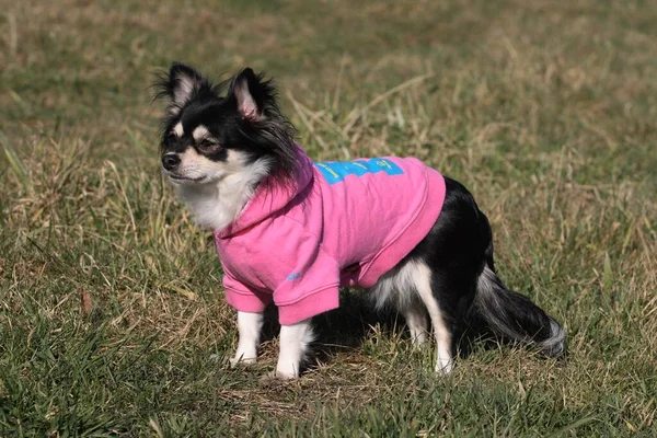 Longhaired Chihuahua Bitch Dog Clothes Meadow — Photo