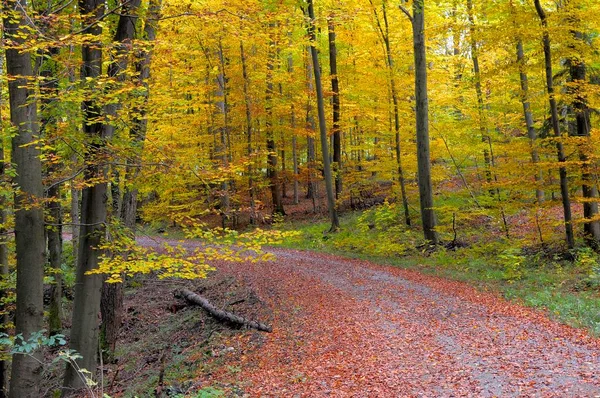 Kleurrijke Vesting Herfst Prachtig Herfstbos — Stockfoto