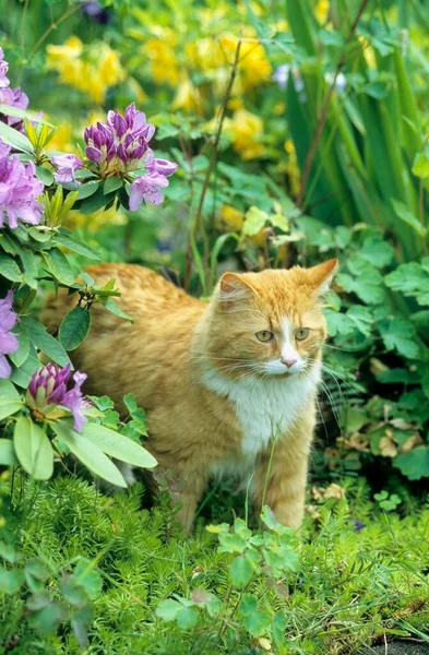 庭の花の間のふわふわした猫 — ストック写真