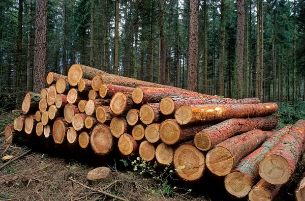 Logs Beira Caminho Caminho Floresta Serrada Tamanho Madeira Poste — Fotografia de Stock