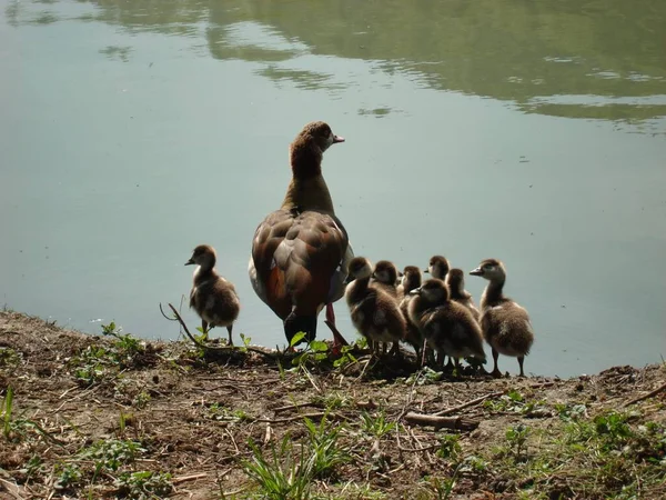Nahaufnahme Der Entenfamilie — Stockfoto