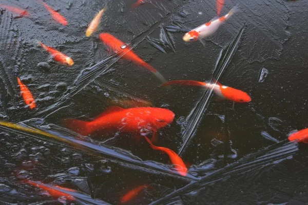 Goldfish Ice Garden Pond Frozen Pond — Stock Photo, Image