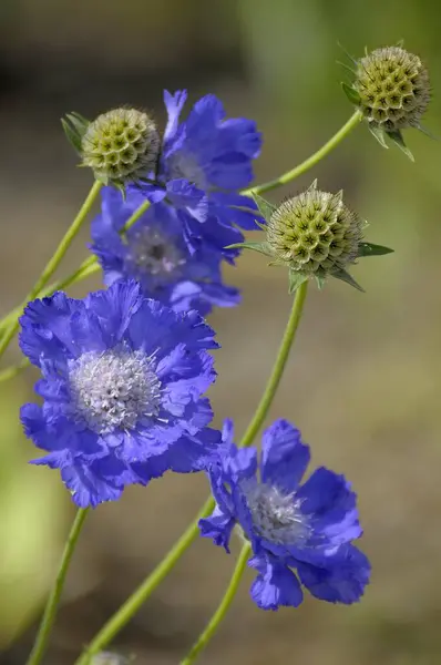 Ğne Çiçekleri Içinde Scabiosa Çiçek Scabiosa — Stok fotoğraf