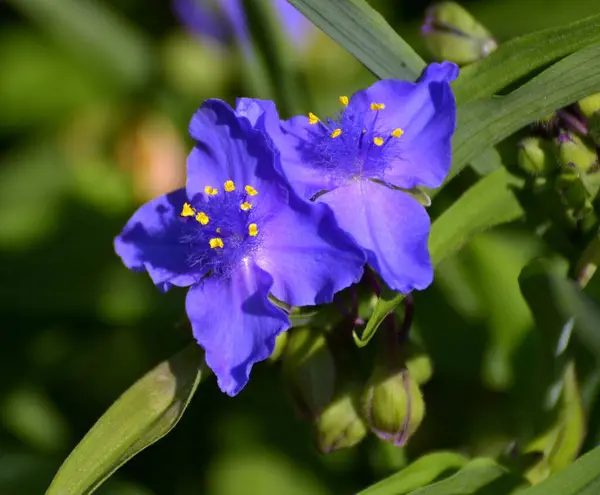 Colestis Fleurs Jour Commelina Fleurissant Dans Jardin Fleurs Jour Bleu — Photo