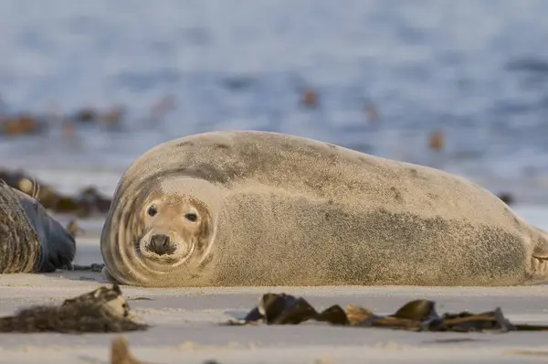 Grey Halichoerus Grypus Seal — Stock Photo, Image