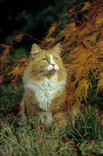 แมวในบ านในสวน มมองใกล — ภาพถ่ายสต็อก
