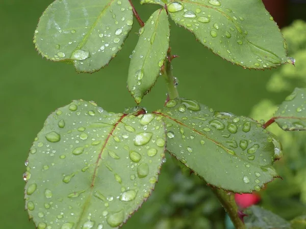 Лепестки Роз Капельками Воды После Дождя Саду — стоковое фото