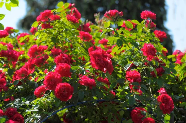 Rose Rosse Nel Giardino Estivo — Foto Stock