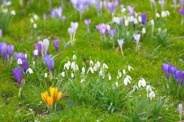 Hóvirág Krokusszal Közönséges Hóvirág Galanthus Nivalis Tavaszi Krokusz Crocus Vernus — Stock Fotó