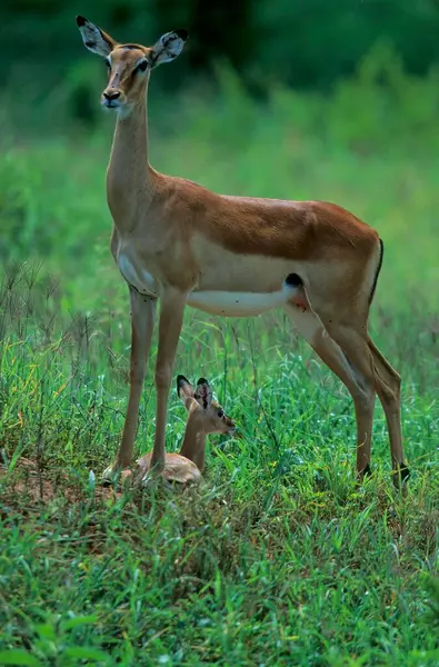 Impala Avec Une Jeune Antilope Talons Noirs Aepyceros Melampus Melampus — Photo